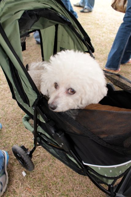 Stroller ride for pets.