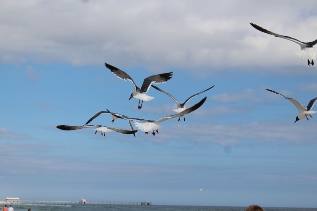 Flighty gulls.