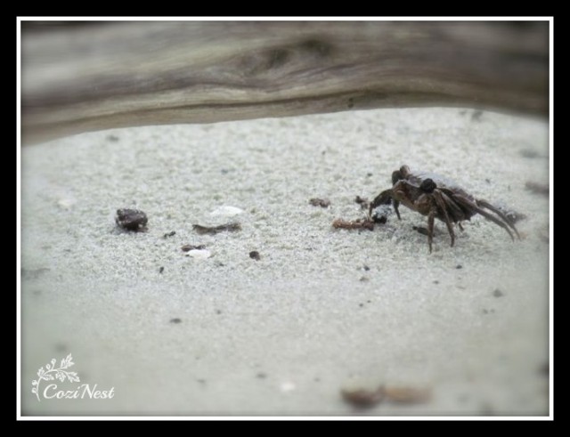 Crab on Driftwood Beach