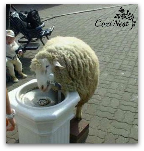 Thirsty Lamb