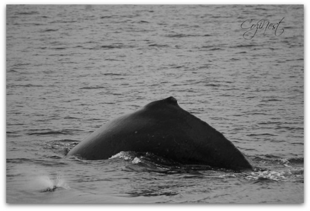 Whale Watching and Wildlife Quest