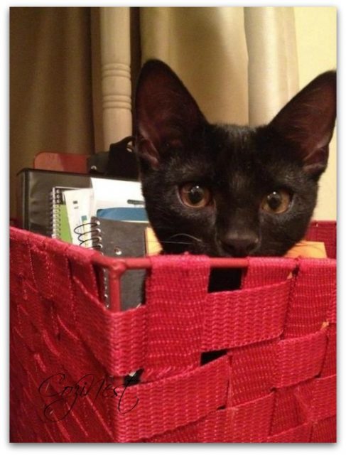 Black kitten in red basket