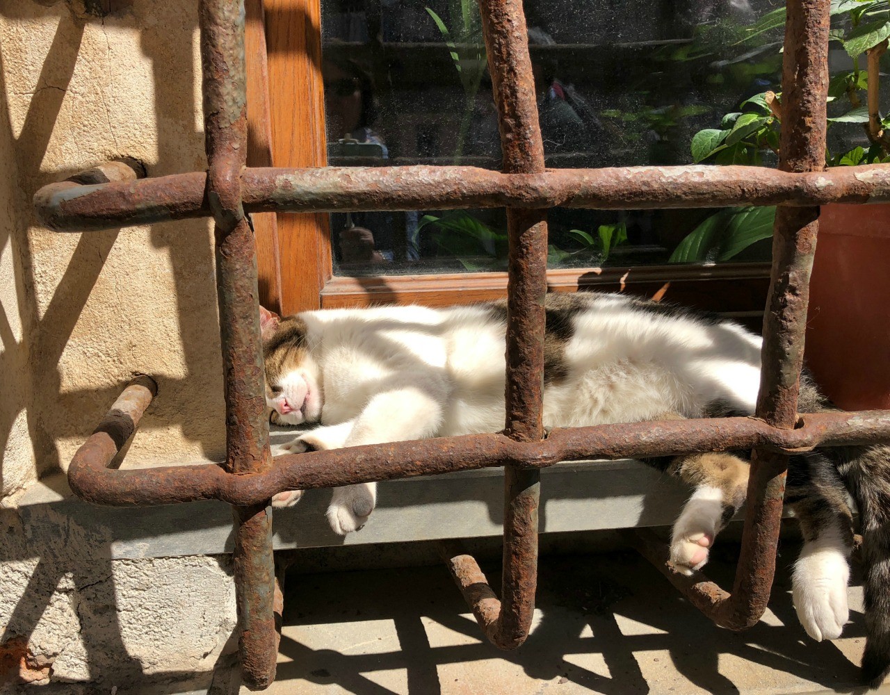 Jailhouse Cat